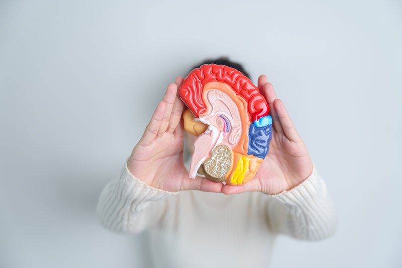 A doctor holds up a cross section model of the human brain, including the pituitary gland.