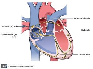 Electrical activity in the heart.