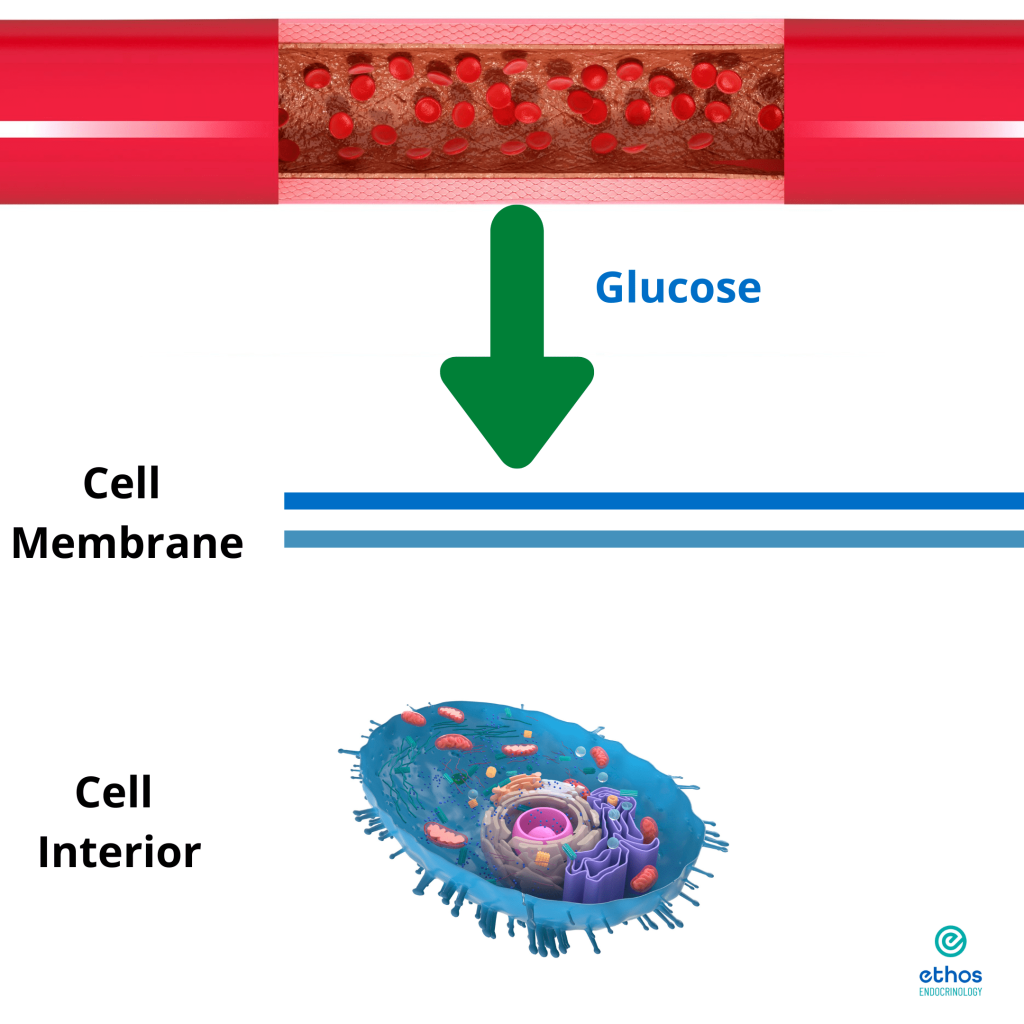 How To Reverse Prediabetes | Ethos Endocrinology | Houston TX