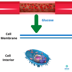 Illustration of glucose going from the blood into a cell.
