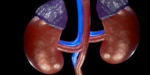 Illustration of kidneys and adrenal glands