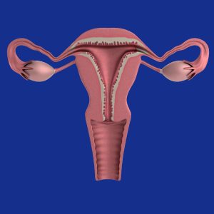 Illustration of uterus and ovaries